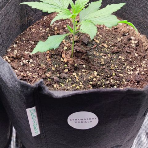 Strawberry Gorilla Auto growlog photo: Licht auf 75% Leistung 