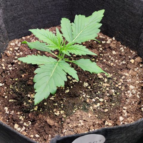 Strawberry Gorilla Auto growlog photo: Licht auf 75% Leistung 