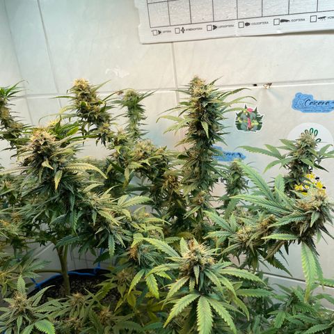Californian Orange growlog timeline photo