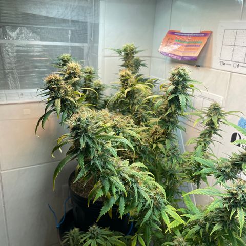 Californian Orange growlog timeline photo