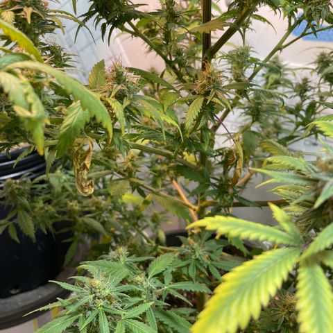 Californian Orange growlog timeline photo