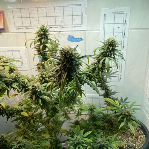 Californian Orange growlog timeline photo