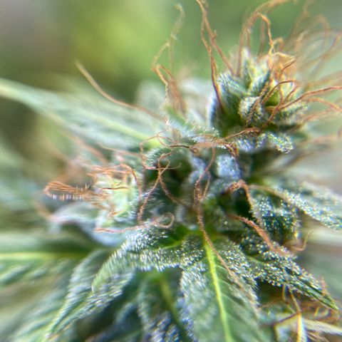 Californian Orange growlog timeline photo