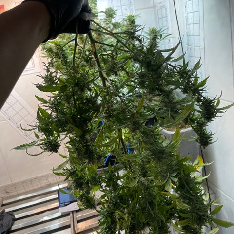 Californian Orange growlog timeline photo