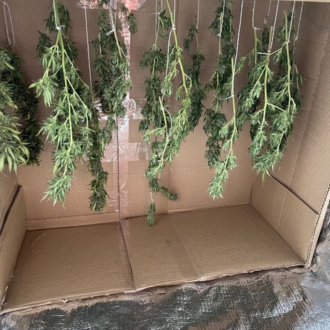 Californian Orange growlog timeline photo