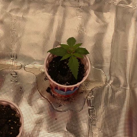 Haze XL Auto growlog timeline photo