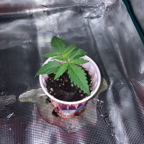 Haze XL Auto growlog timeline photo