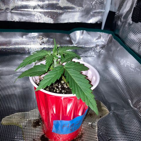 Haze XL Auto growlog timeline photo