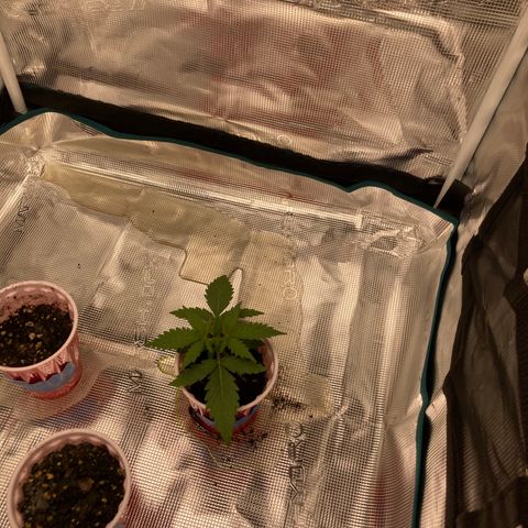 Haze XL Auto growlog timeline photo