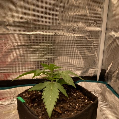 Haze XL Auto growlog timeline photo