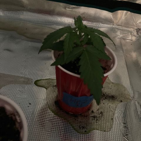 Haze XL Auto growlog timeline photo
