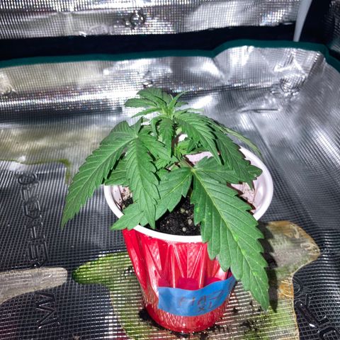 Haze XL Auto growlog timeline photo