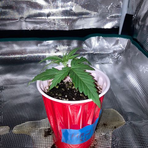 Haze XL Auto growlog timeline photo