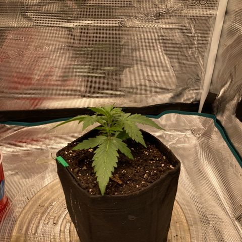 Haze XL Auto growlog timeline photo