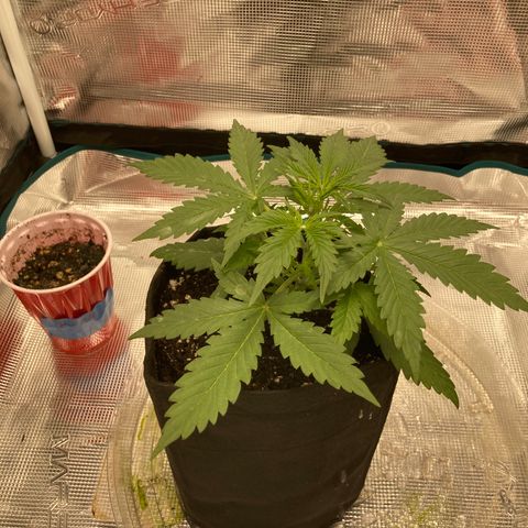 Haze XL Auto growlog timeline photo