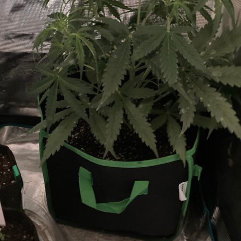 Haze XL Auto growlog timeline photo