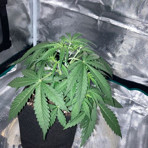 Haze XL Auto growlog timeline photo