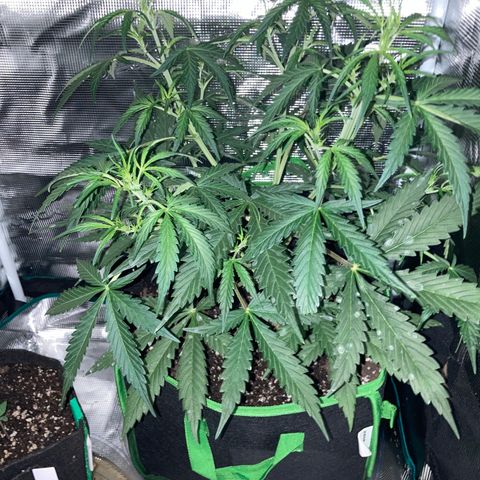 Haze XL Auto growlog timeline photo