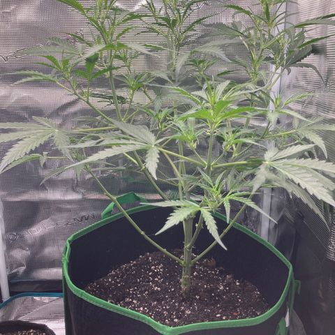 Haze XL Auto growlog timeline photo