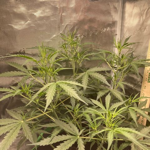 Haze XL Auto growlog timeline photo