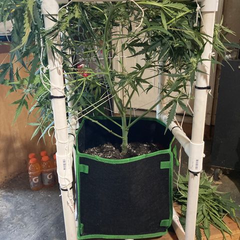Haze XL Auto growlog timeline photo