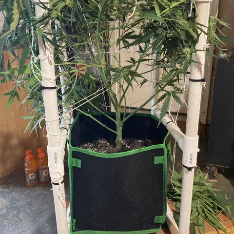 Haze XL Auto growlog timeline photo