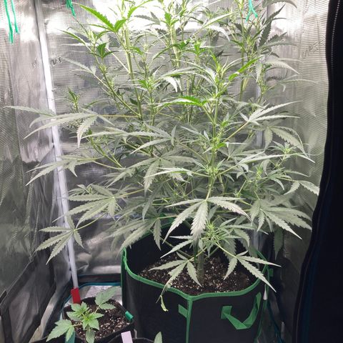 Haze XL Auto growlog timeline photo