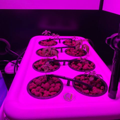 White Widow Fem #1 growlog timeline photo