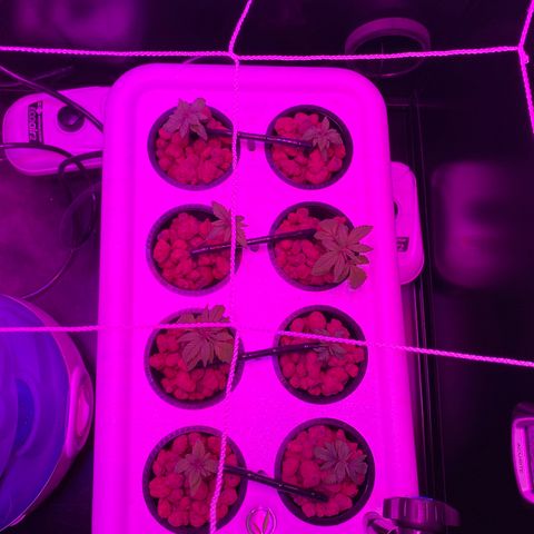 White Widow Fem #1 growlog timeline photo