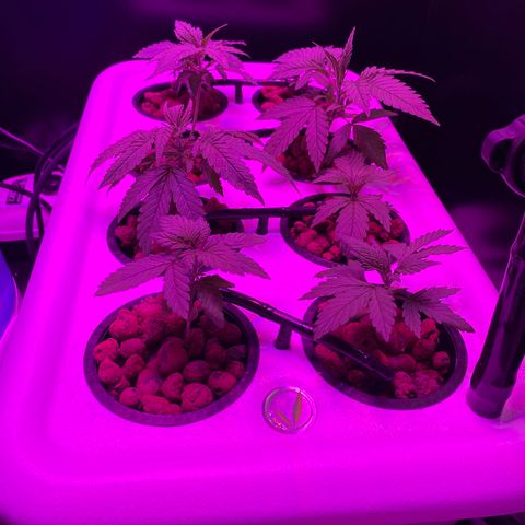 White Widow Fem #1 growlog timeline photo