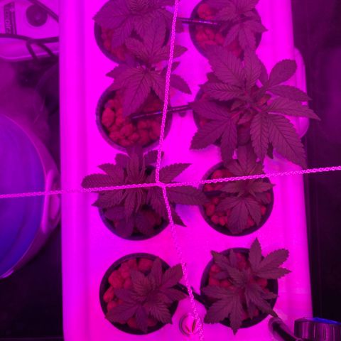 White Widow Fem #1 growlog timeline photo