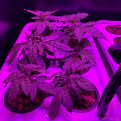 White Widow Fem #1 growlog timeline photo