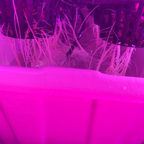 White Widow Fem #1 growlog timeline photo