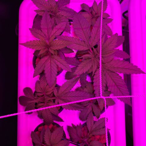 White Widow Fem #1 growlog timeline photo