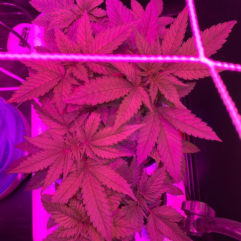 White Widow Fem #1 growlog photo: Plants are growing at a good rate most leaves look healthy but some have discoloration. I suspect it is some type of nutrient deficiency or less likely but possibly “rust” which is a type of fungi. 