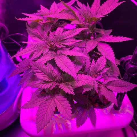 White Widow Fem #1 growlog photo: Plants are growing at a good rate most leaves look healthy but some have discoloration. I suspect it is some type of nutrient deficiency or less likely but possibly “rust” which is a type of fungi. 
