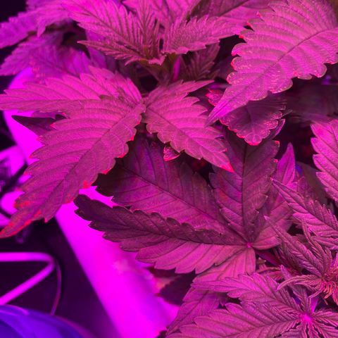 White Widow Fem #1 growlog photo: Plants are growing at a good rate most leaves look healthy but some have discoloration. I suspect it is some type of nutrient deficiency or less likely but possibly “rust” which is a type of fungi. 
