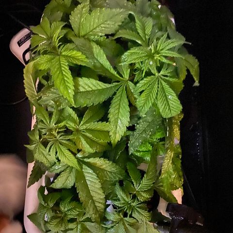 White Widow Fem #1 growlog photo: Outlet jumped so the cabinet was off for unknown amount of time but humidifier was still running resulting in condensation in the whole chamber but leaves looks fine just very wet
