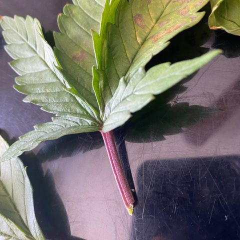 White Widow Fem #1 growlog photo: More discoloration spots are showing, suspect it may be cal/mag defitioncy. Bought cal/mag to fix. 