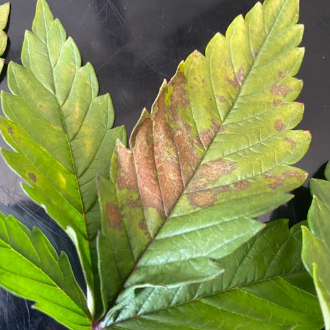 White Widow Fem #1 growlog photo: More discoloration spots are showing, suspect it may be cal/mag defitioncy. Bought cal/mag to fix. 