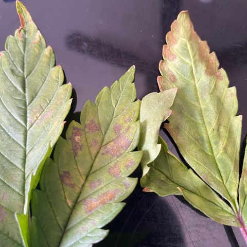 White Widow Fem #1 growlog photo: More discoloration spots are showing, suspect it may be cal/mag defitioncy. Bought cal/mag to fix. 