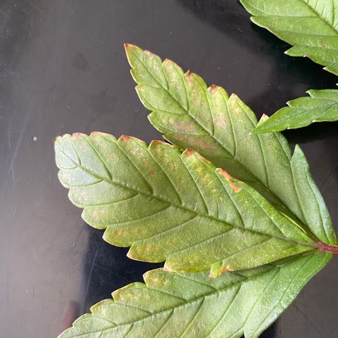 White Widow Fem #1 growlog photo: More discoloration spots are showing, suspect it may be cal/mag defitioncy. Bought cal/mag to fix. 