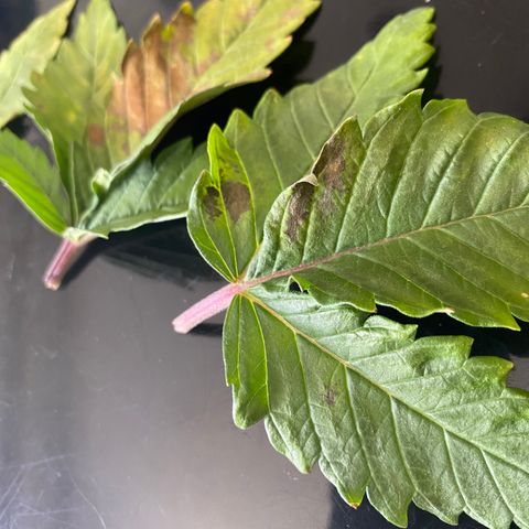 White Widow Fem #1 growlog photo: More discoloration spots are showing, suspect it may be cal/mag defitioncy. Bought cal/mag to fix. 