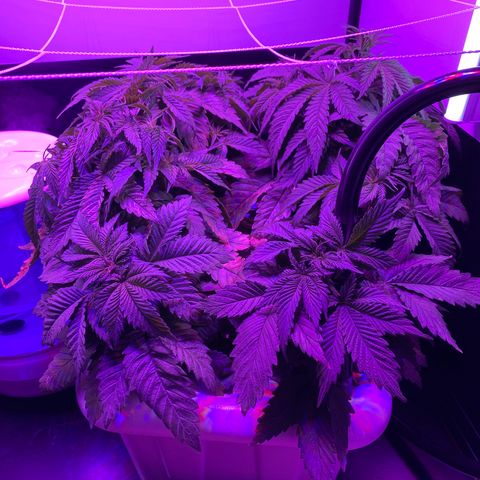 White Widow Fem #1 growlog photo: Growing at a steady pace but leaves seem unhealthy. Hopefully will recover after introducing cal/mag and maintaining ph near 5.8. 