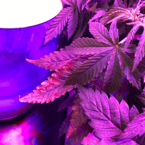 White Widow Fem #1 growlog photo: Growing at a steady pace but leaves seem unhealthy. Hopefully will recover after introducing cal/mag and maintaining ph near 5.8. 