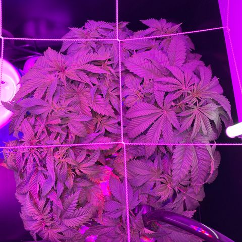 White Widow Fem #1 growlog photo: Growing at a steady pace but leaves seem unhealthy. Hopefully will recover after introducing cal/mag and maintaining ph near 5.8. 