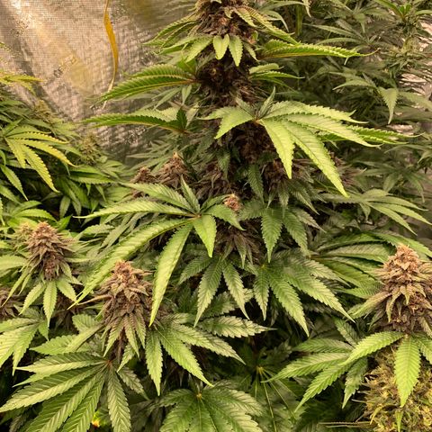 GDP growlog timeline photo