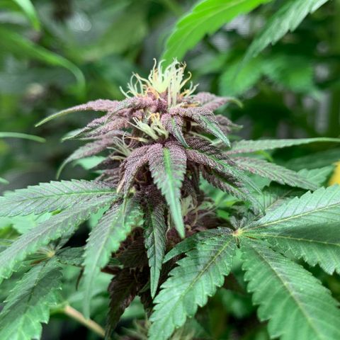 GDP growlog timeline photo