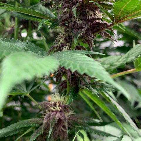 GDP growlog timeline photo