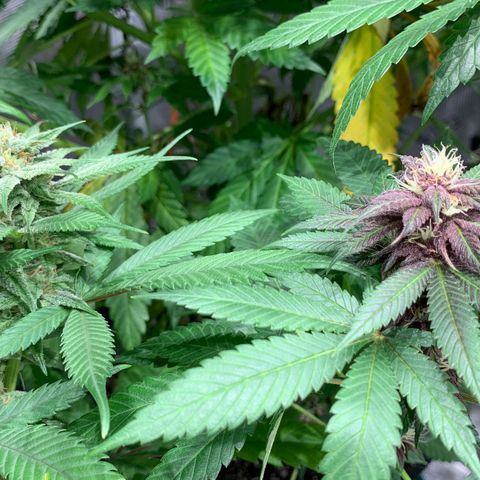 GDP growlog timeline photo